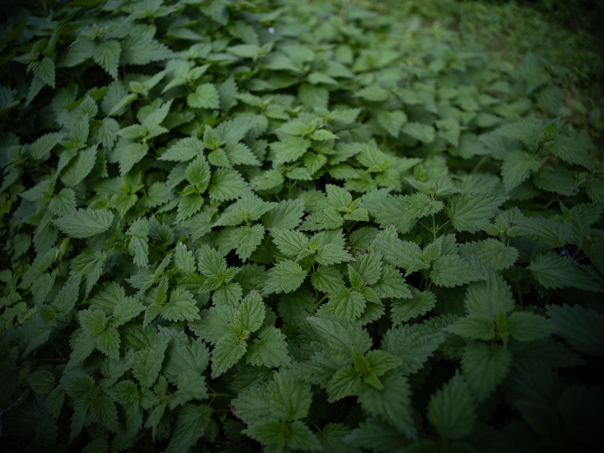 Zdjecie przykładowe wykonane przy użyciu obiektywu Voigtlander Nokton IV 35 mm f/1,2 do Leica M